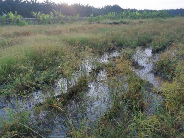 Çamurlu su birikintilerinin etrafında büyüyen vahşi cyperus strigosus otları.