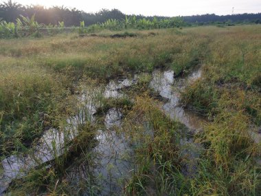 Çamurlu su birikintilerinin etrafında büyüyen vahşi cyperus strigosus otları.