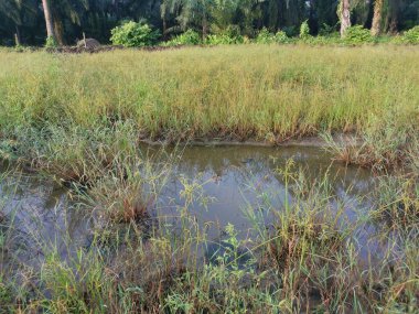 Çamurlu su birikintilerinin etrafında büyüyen vahşi cyperus strigosus otları.