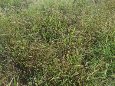 Paspalum notatum otlarıyla dolu bir alan.