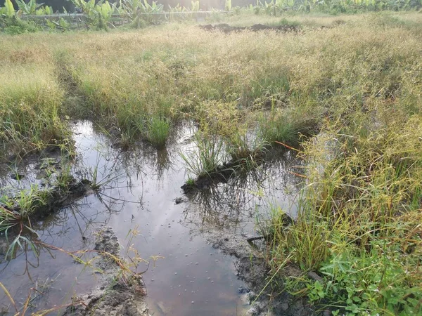 Çamurlu Birikintilerinin Etrafında Büyüyen Vahşi Cyperus Strigosus Otları — Stok fotoğraf