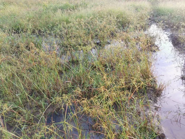 Çamurlu su birikintilerinin etrafında büyüyen vahşi cyperus strigosus otları.