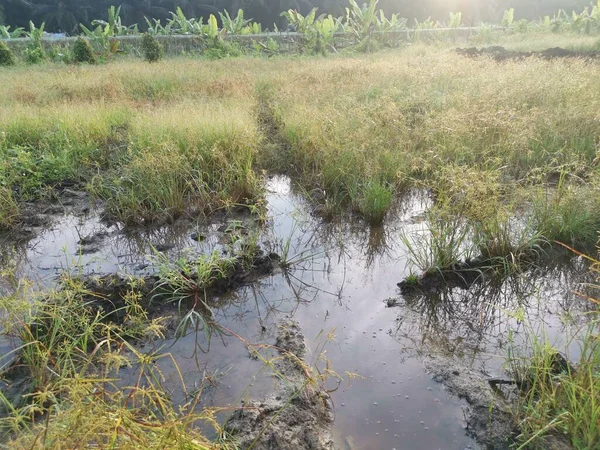 Erba Selvatica Cyperus Strigosus Che Cresce Intorno Campi Fangosi Pozzanghera — Foto Stock