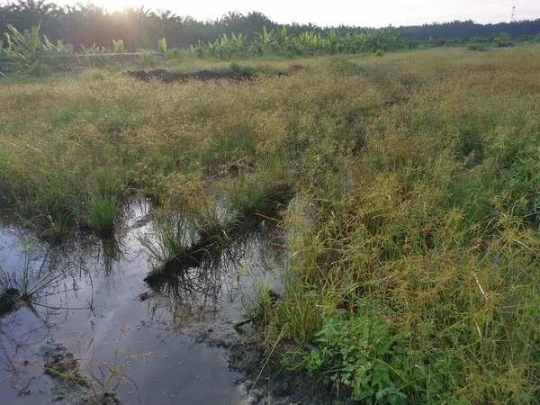 Дикая Трава Cyperus Strigosus Растущая Вокруг Грязных Луж — стоковое фото