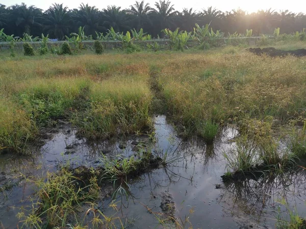 Wild Cyperus Strigosus Grass Growing Muddy Fields Puddle — Stock Photo, Image