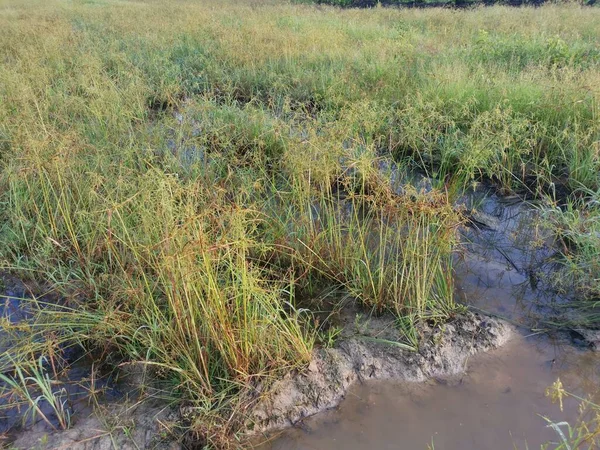 Wilde Cyperus Strigosus Gras Groeien Rond Modderige Velden Van Plas — Stockfoto