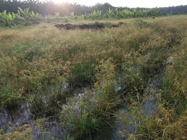 Wild Cyperus Strigosus Grass Growing Muddy Fields Puddle — Stock Photo, Image