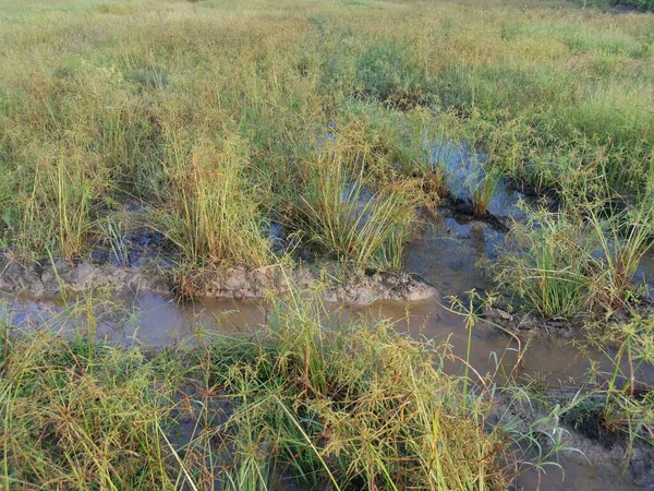 Дикая Трава Cyperus Strigosus Растущая Вокруг Грязных Луж — стоковое фото