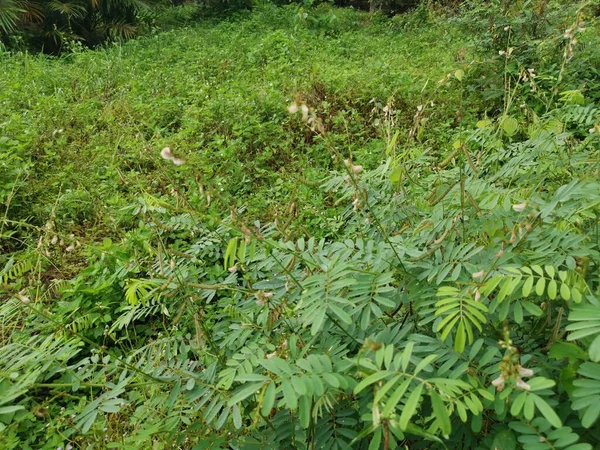 Dzikie Owłosione Rośliny Indigofera Hirsuta — Zdjęcie stockowe