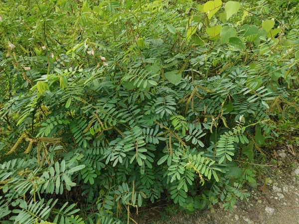 Indigofera Stok Foto Indigofera Gambar Bebas Royalti Depositphotos