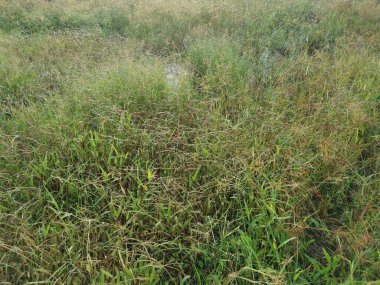 Paspalum notatum otlarıyla dolu bir alan.