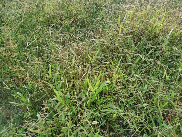 Campo Lleno Pasto Paspalum Notatum —  Fotos de Stock