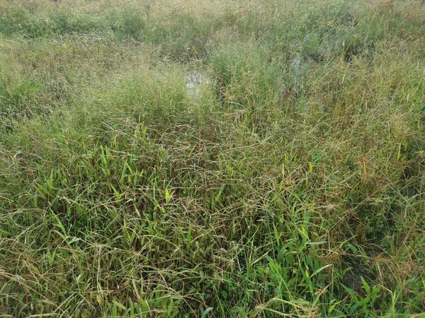 Paspalum notatum otlarıyla dolu bir alan.