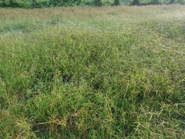 パスパルム ノタトゥムの雑草の草だらけの畑 — ストック写真