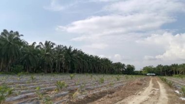 Güzel tarla, hareket eden gündüz bulutuna bakıyor..