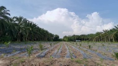 Güzel tarla, hareket eden gündüz bulutuna bakıyor..