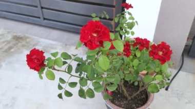 Kırmızı Rosa Chinensis Jacq çiçeğinin renkli görüntüleri