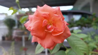 Mercan kırmızı Rosa Chinensis Jacq çiçeğinin renkli görüntüleri