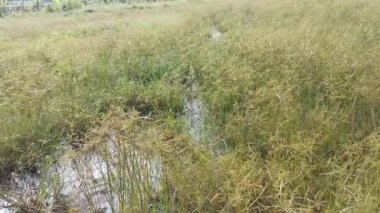 Cyperus Strigosus otlarıyla dolu bir alan..