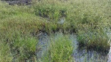 Cyperus Strigosus otlarıyla dolu bir alan..