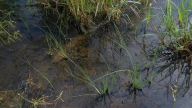 Cyperus Strigosus otlarıyla dolu bir alan..