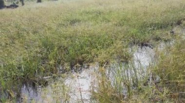 Cyperus Strigosus otlarıyla dolu bir alan..