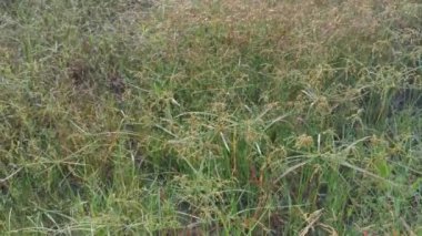 Cyperus Strigosus otlarıyla dolu bir alan..