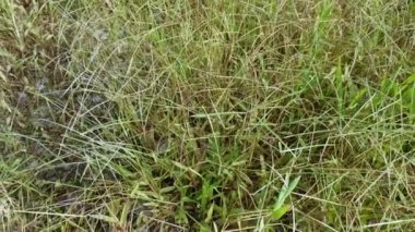 Paspalum notatum otlarıyla dolu bir alan.