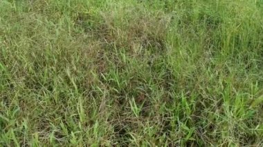 Paspalum notatum otlarıyla dolu bir alan.