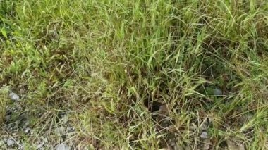 Paspalum notatum otlarıyla dolu bir alan.