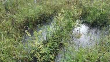 Paspalum notatum otlarıyla dolu bir alan.