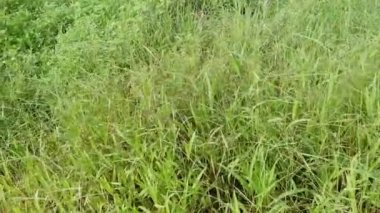 Paspalum notatum otlarıyla dolu bir alan.