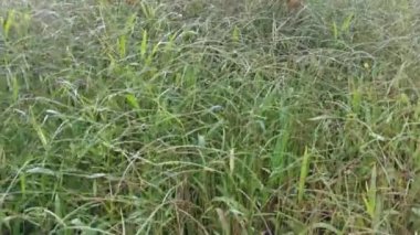 Paspalum notatum otlarıyla dolu bir alan.