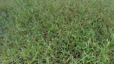 Paspalum notatum otlarıyla dolu bir alan.