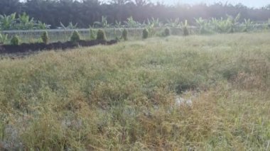 Paspalum notatum otlarıyla dolu bir alan.