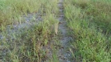 Paspalum notatum otlarıyla dolu bir alan.