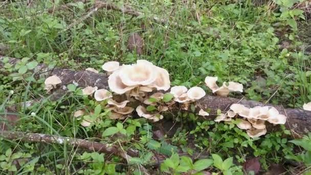 Funghi Selvatici Del Legno Bianco Che Germogliano Dal Legno Decadimento — Video Stock