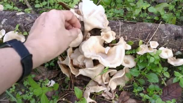 Hongos Madera Blanca Silvestre Que Brotan Madera Descomposición — Vídeos de Stock