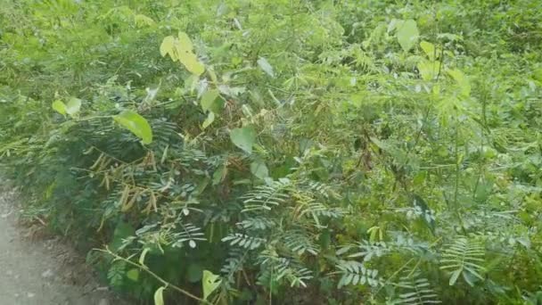 Άγριο Τριχωτό Φυτό Indigofera Hirsuta — Αρχείο Βίντεο