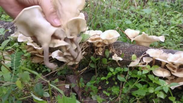 从腐烂的木料中发芽的野白木真菌 — 图库视频影像