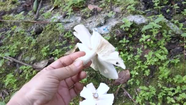 Edible Wild Cap Termite Mushrooms — Stock Video