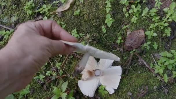 Funghi Termite Berretto Selvatico Commestibile — Video Stock