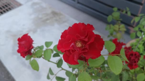 Colorful Footage Red Rosa Chinensis Jacq Flower — Stock Video