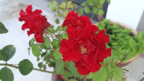 Πολύχρωμο Υλικό Από Κόκκινο Τριαντάφυλλο Chinensis Jacq Λουλούδι — Αρχείο Βίντεο