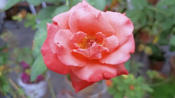 Красочные Кадры Кораллово Красная Роза Chinensis Jacq Цветок — стоковое видео