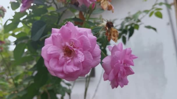 Färgglada Bilder Rosa Rosa Chinensis Jacq Blomma — Stockvideo