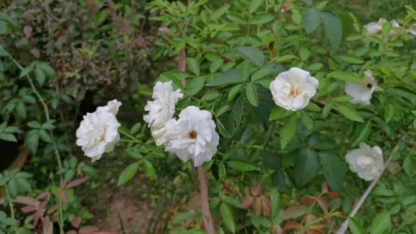 Πολύχρωμο Υλικό Από Λευκό Λουλούδι Rosa Chinensis Jacq — Αρχείο Βίντεο