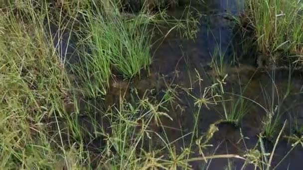 Field Full Cyperus Strigosus Weed Grasses — Stock Video