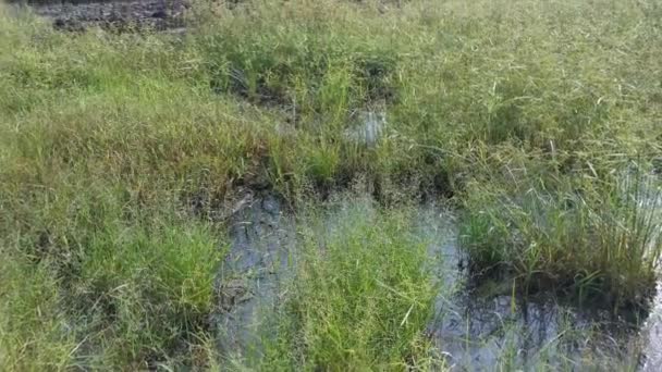 Campo Cheio Ervas Daninhas Cyperus Strigosus — Vídeo de Stock