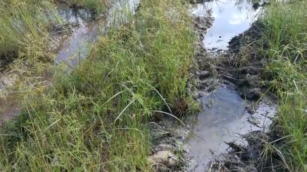 Campo Cheio Ervas Daninhas Cyperus Strigosus — Vídeo de Stock